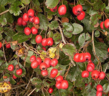 20 ENGLISH HAWTHORN TREE Edible Fruit Flower Mayflower Crataegus Laevigata Seeds